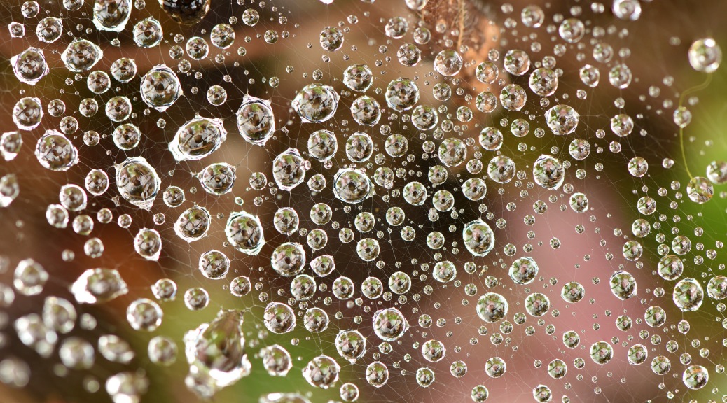 Dew drops on a spider's web. Photo by Eduardo Libby.