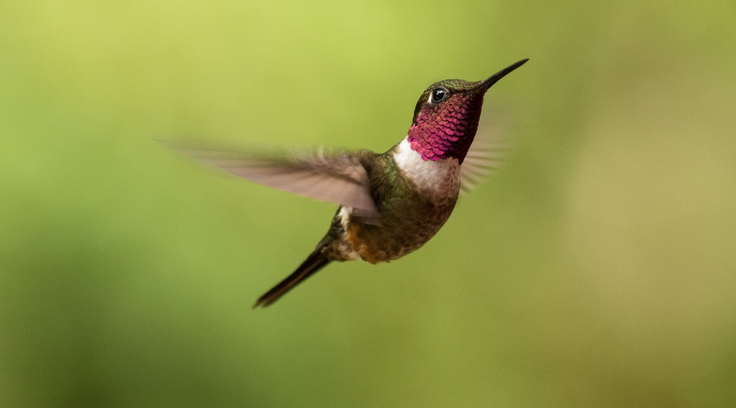 Magenta-throated Woodstar showing structural color. Photo by Eduardo Libby