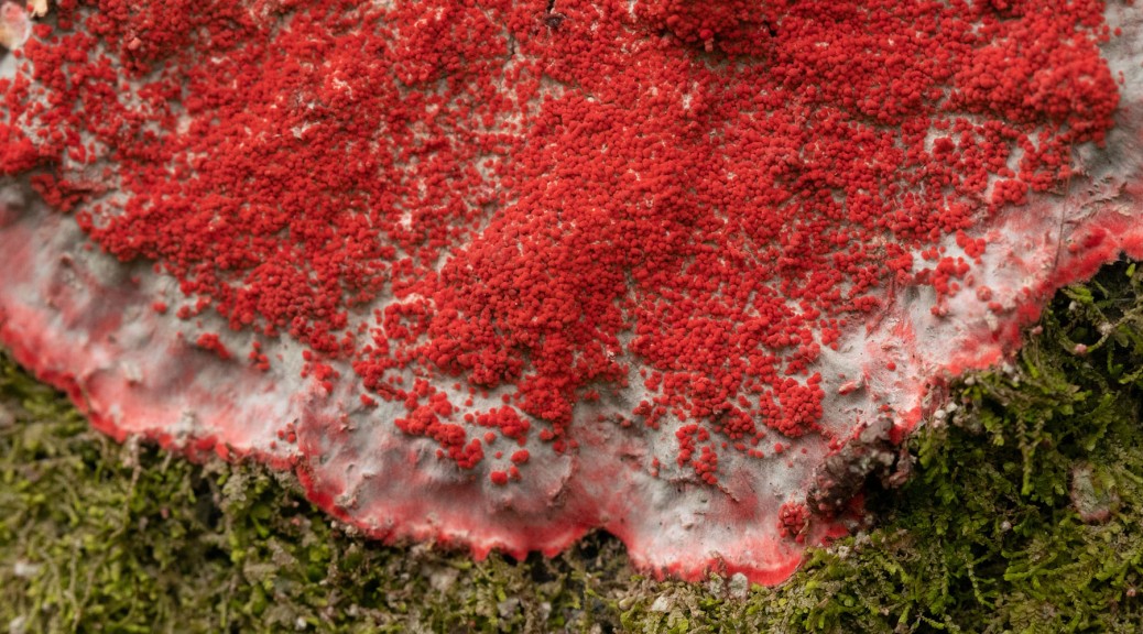 Christmas Lichen. Photo by Eduardo Libby