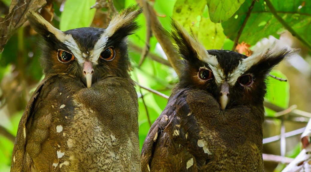 Crested Owls. Photo by Eduardo Libby