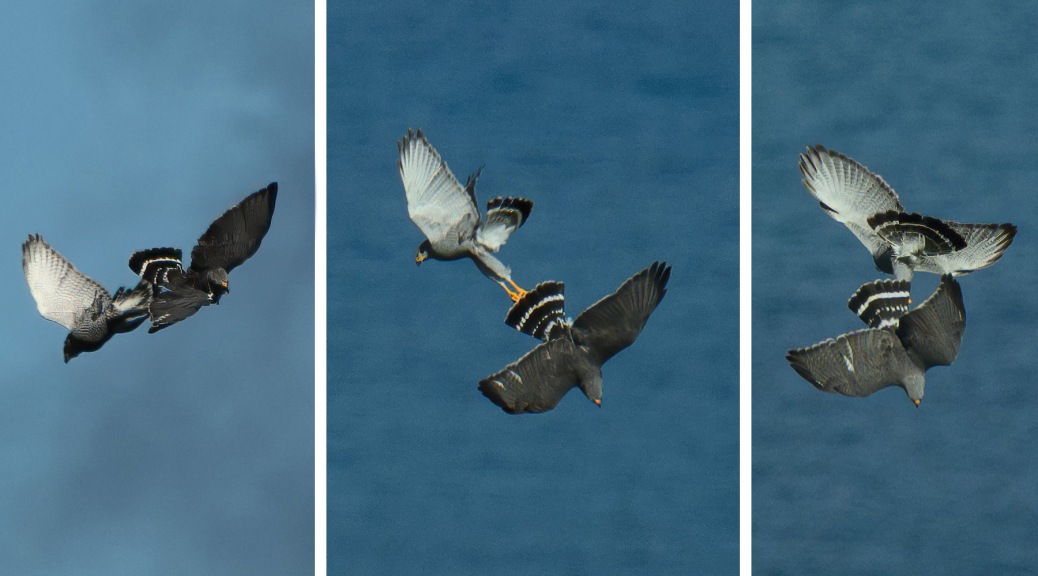 Carthwheeling Gray Hawks. Photo by Eduardo Libby