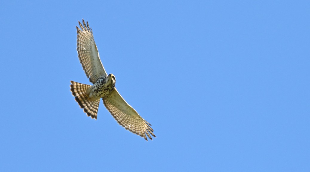 Gray Hawk in flight. Photo by Eduardo Libby