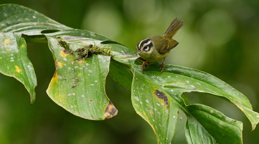 Costa Rican Warbler. Photo by Eduardo Libby