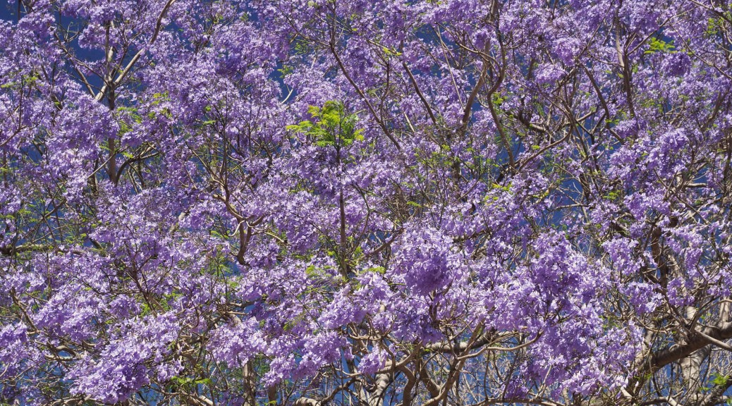 Jacaranda tree in full bloom. Photo by Eduardo Libby