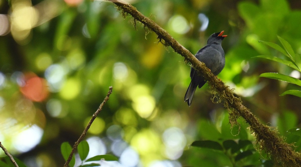 Black-faced Solitaire singing. Photo by Eduardo Libby