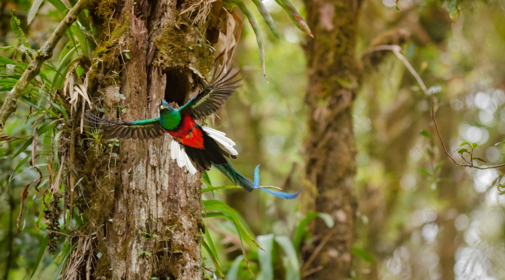 Resplendent Quetzal in the Oak forests of Costa Rica. Photo by Eduardo Libby