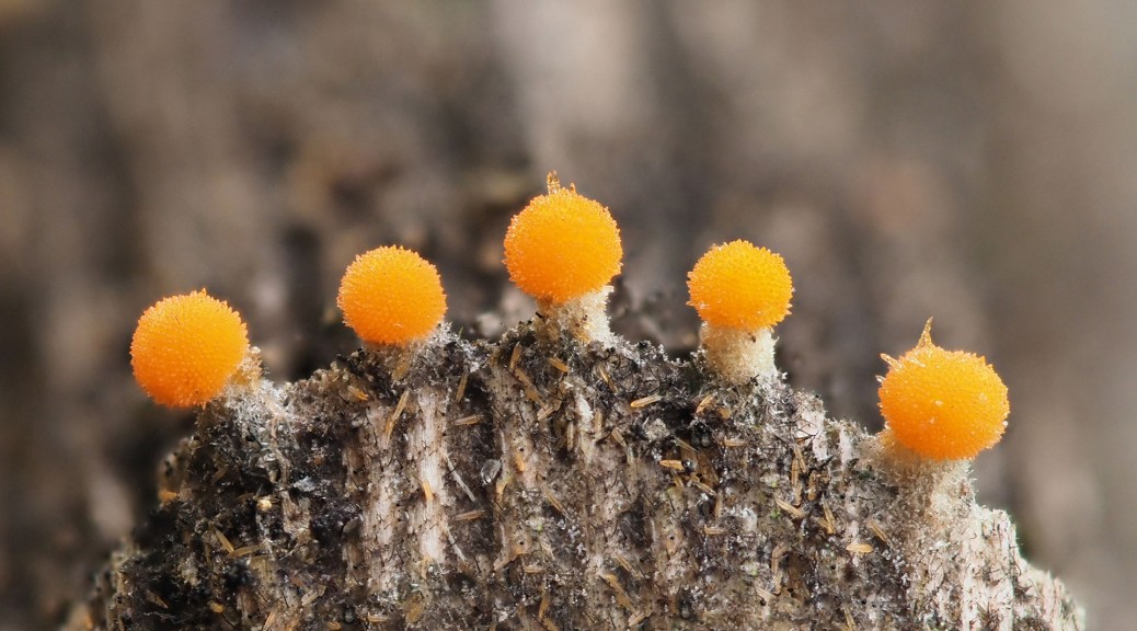 Very small orange fungi. Photo by Eduardo Libby
