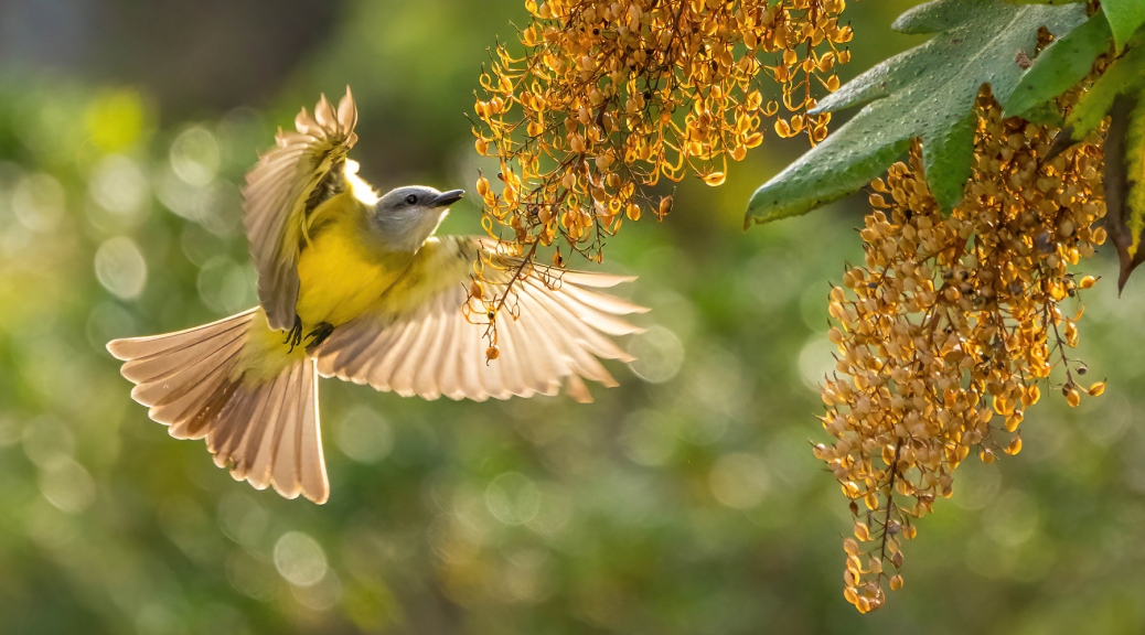 Tropical Kingbird feeding on Bocconia arillate seeds. Photo by Eduardo Libby