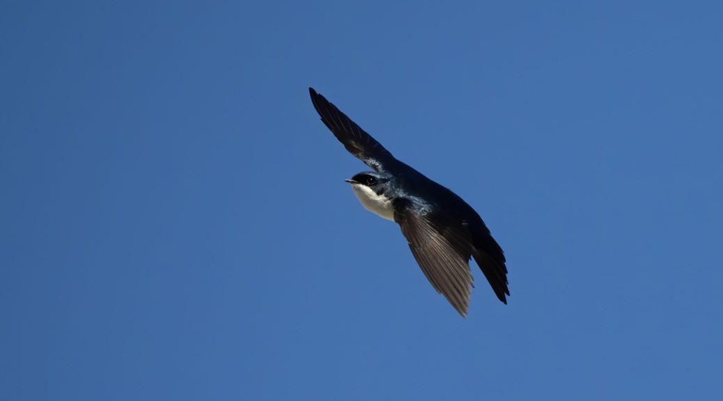 Blue and White Swallow in flight. Photo by Eduardo Libby