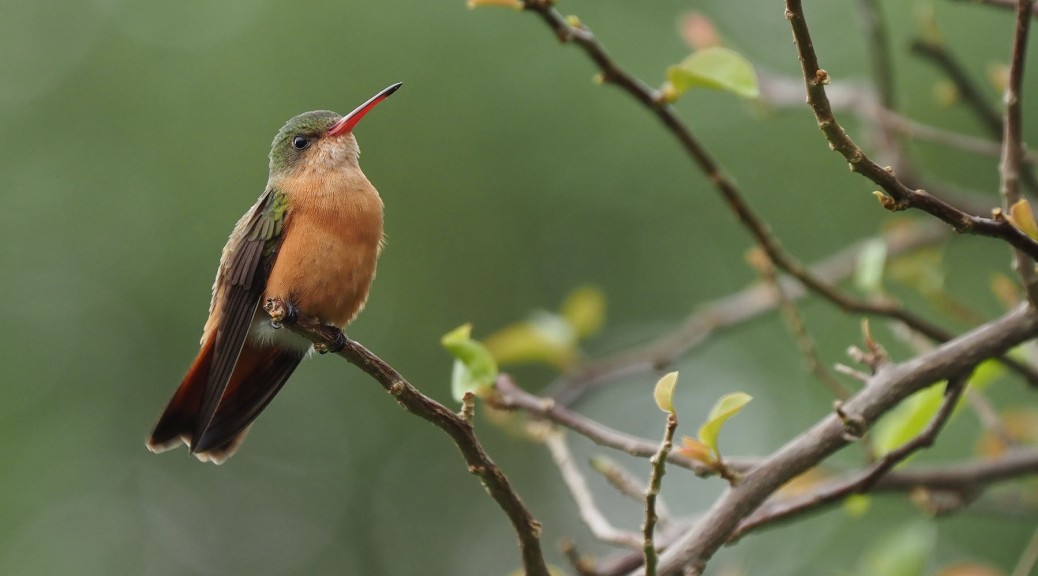 Photo of a Cinnamon Hummingbird. Image by Eduardo Libby