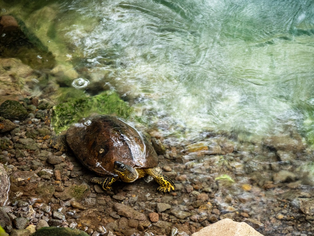 A river turtle near hydrothermal vent.