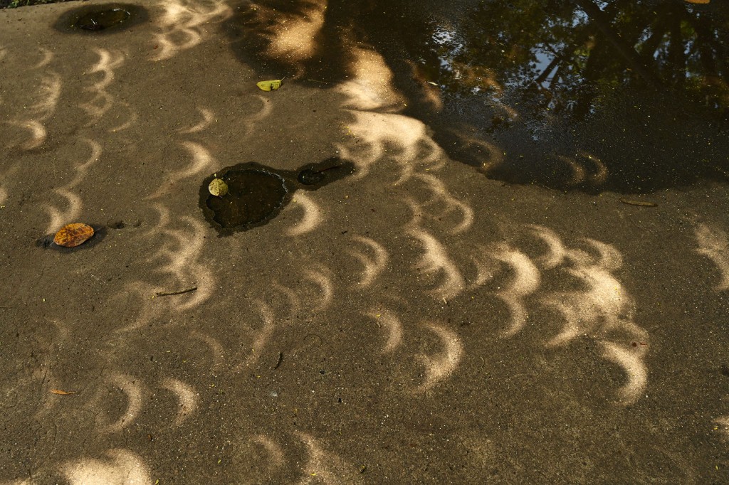 Solar eclipse images formed by diffraction by the openings among the leaves of the trees. Photo by Eduardo Libby
