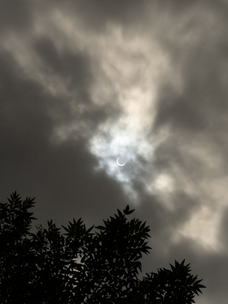 A view of a partial solar eclipse and trees.